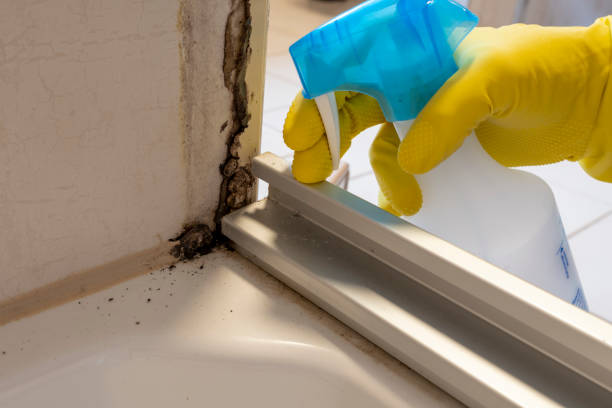 Best Insurance-Related Mold Remediation in Westbury, NY