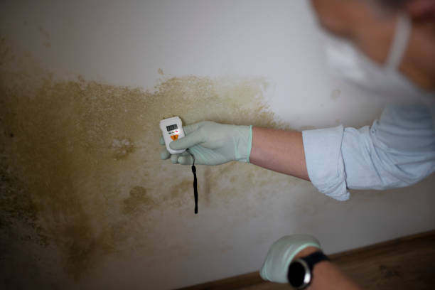 Professional Mold Remediation in Westbury, NY