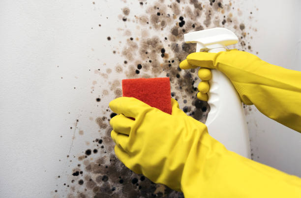 Best Post-Flood Mold Remediation in Westbury, NY